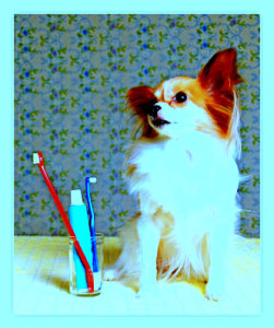 Регулярная чистка зубов собаке 2 или 3 раза в неделю